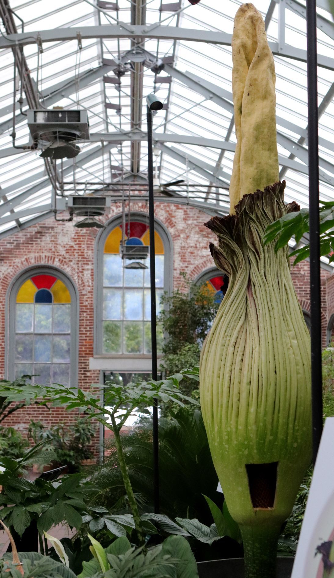 Corpse flower at MoBot will not bloom